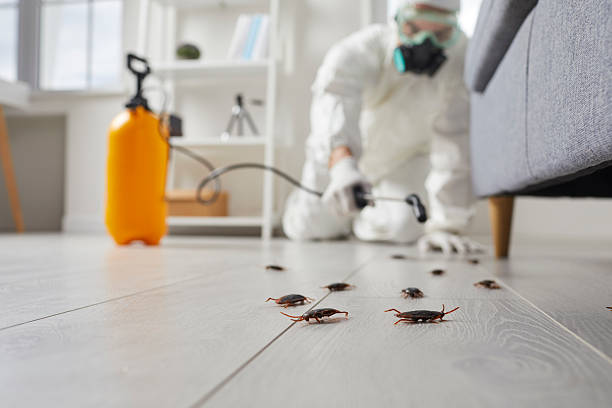 Affordable Termite Control solutions in Chino, CA